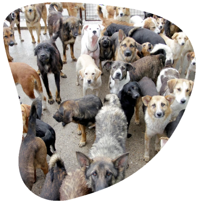 Eine Gruppe von Hunden