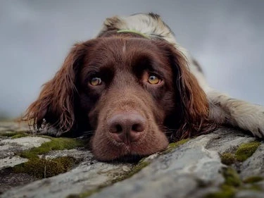 Hund liegt traurig auf dem Boden