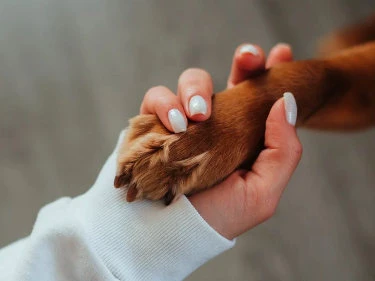 Hand hält Pfote