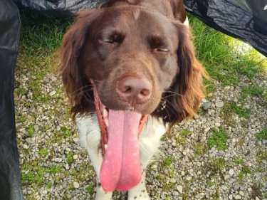 Hund mit Zunge aus dem Mund