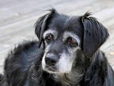 Alter Hund schaut in die Kamera