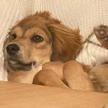 Simba